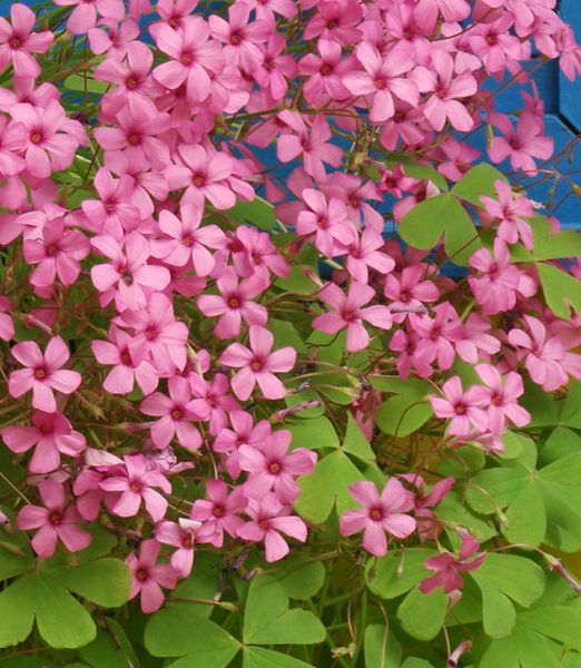 Oxalis articulata 'Pink Pillow'